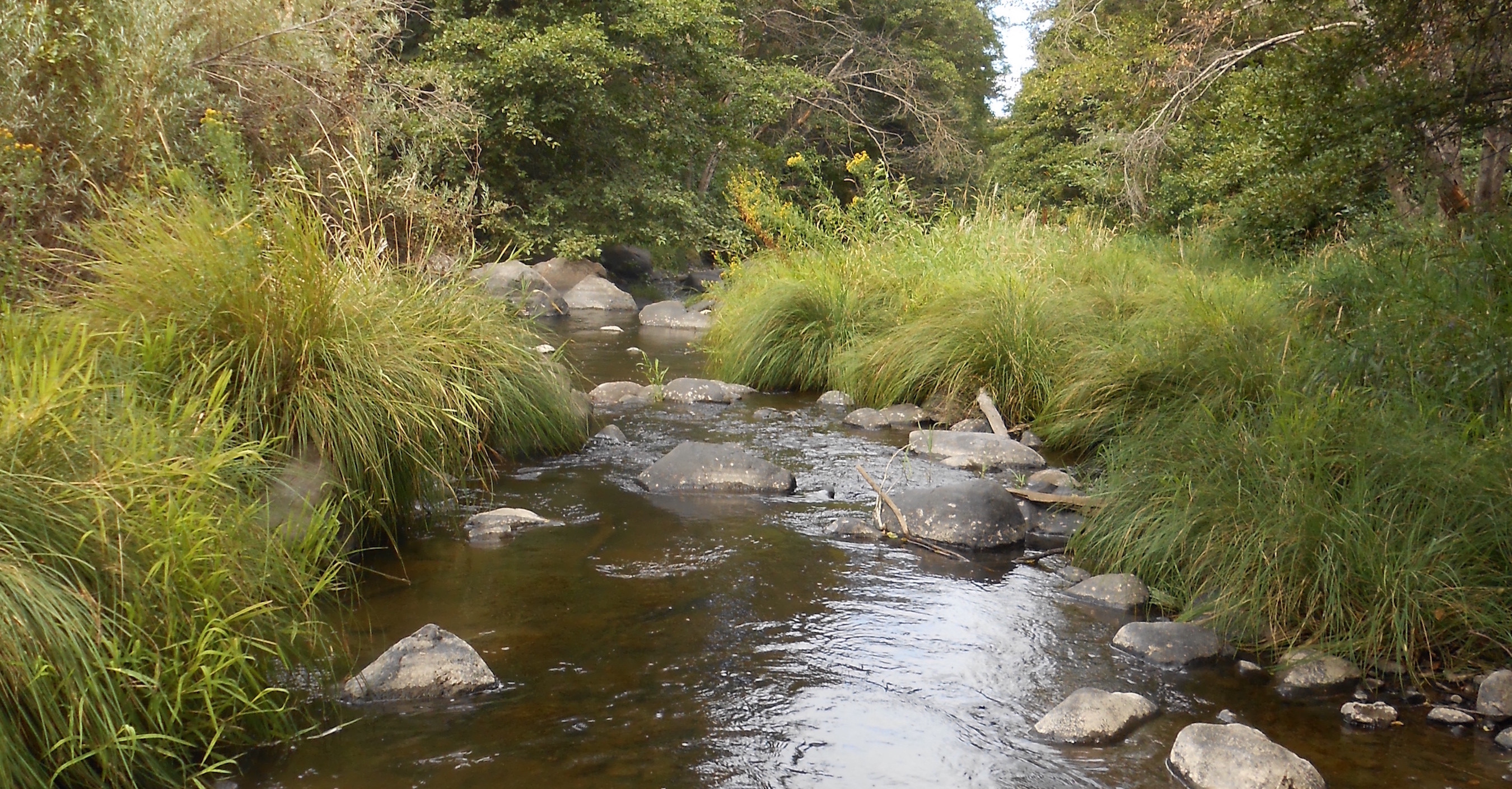 15 Mile Creek Native Fish Society